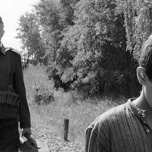 Foto O Pássaro Pintado