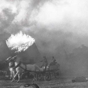 Foto O Pássaro Pintado