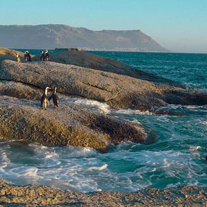 Foto Cidade dos Pinguins