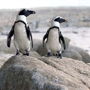 Foto Cidade dos Pinguins