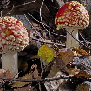 Foto Fungos Fantásticos