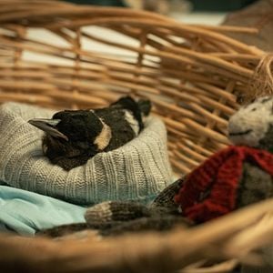 Foto Um Milagre Inesperado