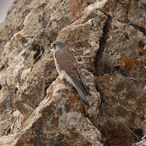 Foto O Leopardo das Neves