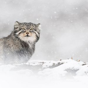 Foto O Leopardo das Neves