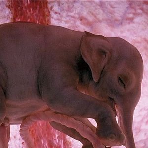 Foto O Mundo dos Animais