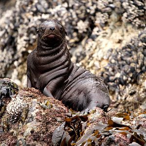 Foto O Mundo dos Animais