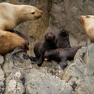 Foto O Mundo dos Animais