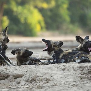 Foto O Mundo dos Animais