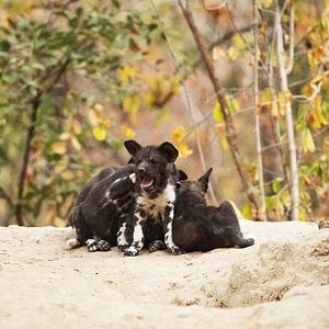 Foto O Mundo dos Animais