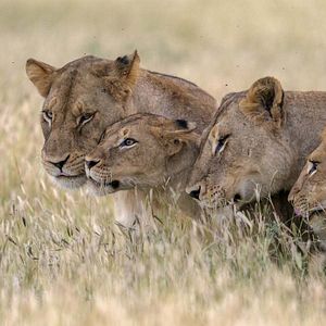 Foto O Mundo dos Animais