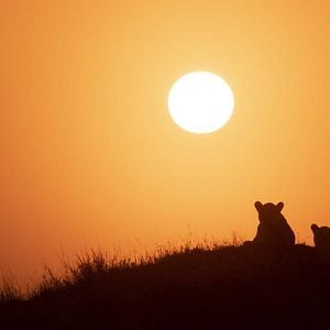 Foto O Mundo dos Animais