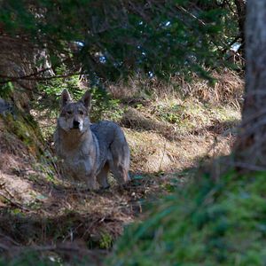 Foto Você Radical - Amnésia