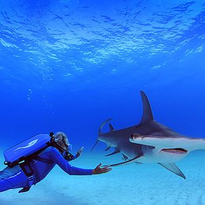 Foto Wonders of the Sea 3D