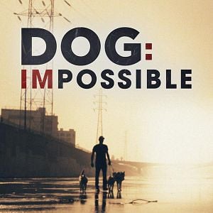 Foto Reabilitação Canina