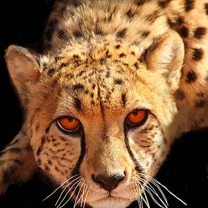 Foto Dinastia Felina