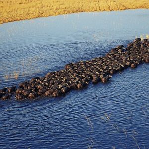 Foto Safári na África