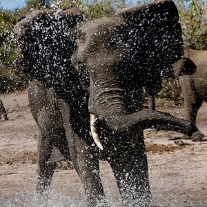 Foto Safári na África