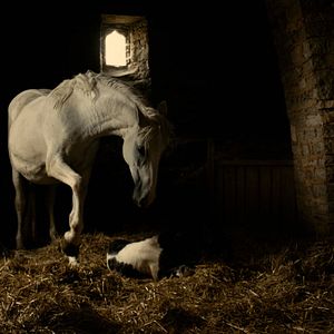Foto Michael Kohlhaas - Justiça e Honra