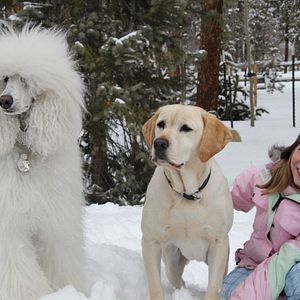Foto O Cão Que Salvou as Férias de Natal