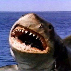 Foto Tubarão - A Vingança