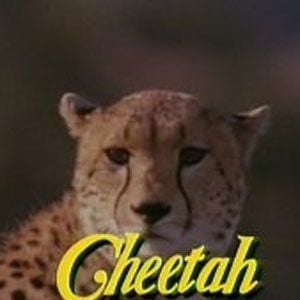Foto Cheetah – Uma Aventura na África