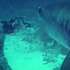 Foto Zumbi 2 - A Volta dos Mortos