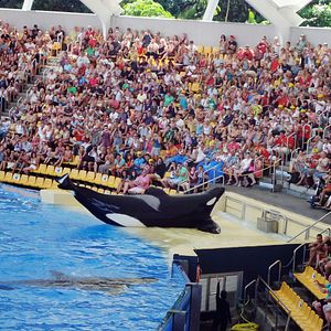 Foto Blackfish - Fúria Animal