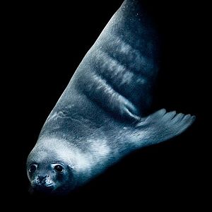 Foto O Último Oceano