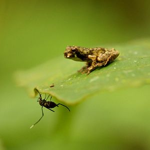 Foto Era uma Vez uma Floresta