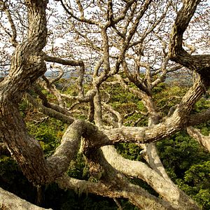 Foto Era uma Vez uma Floresta