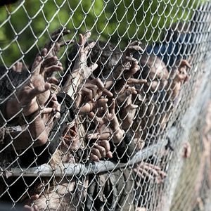 Foto The Walking Dead