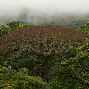 Foto Era uma Vez uma Floresta