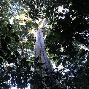 Foto Era uma Vez uma Floresta