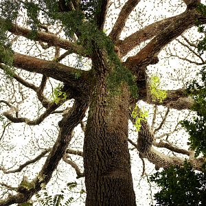 Foto Era uma Vez uma Floresta