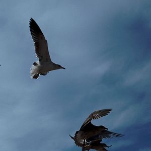 Foto São Eles os Cães