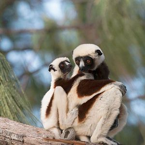 Foto Ilha dos Lêmures - Madagascar