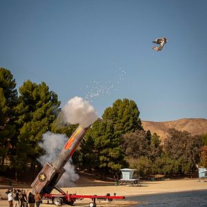 Foto Jackass Para Sempre