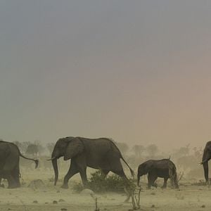 Foto Sobrevivendo ao Paraíso: Contos de Famílias