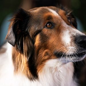 Foto O Resgate de Ruby