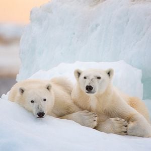 Foto A Ursa Polar