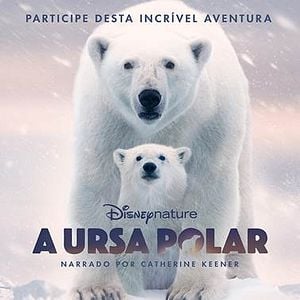Foto A Ursa Polar