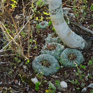 Foto Como Mudar Sua Mente