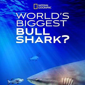 Foto O Maior Tubarão-Touro do Mundo