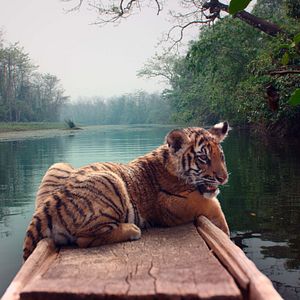 Foto O Menino e o Tigre