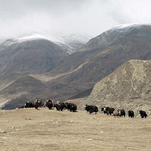 Foto O Menino e o Tigre
