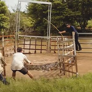 Foto Terra de Crocodilos