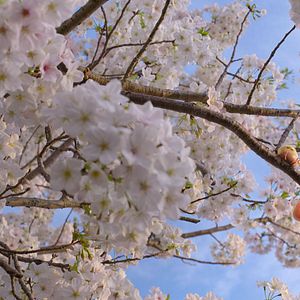 Foto As Aventuras de Gudetama