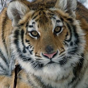 Foto O Menino e o Tigre