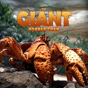 Foto Ilha Christmas: O Reino do Caranguejo Ladrão