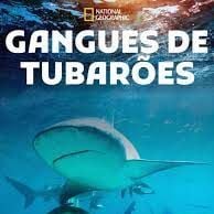 Foto Gangues de Tubarões